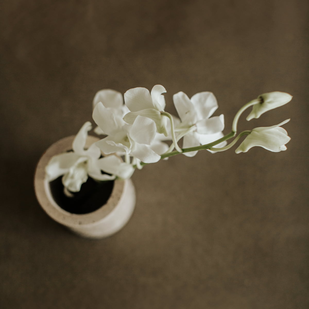 A top-down view of the Aurelia Goblet filled with delicate white flowers on a soft brown background adds elegance to any dining setting.